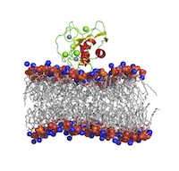 A peripheral membrane protein (matrix metalloproteinase) is shown complexed to a lipid bilayer (PDB ID: 2mlr).