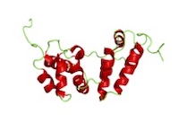 The NMR structure of the dimeric C-terminal domain of HIV-1 capsid protein (PDB ID: 2kod) shows the dynamics, particularly of the loop regions of the protein, shown in green.