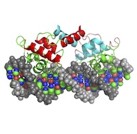 The lambda repressor (PDB ID: 1lmb) is shown bound to the operator regions of bacterial DNA.