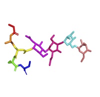 A glycosylated peptide from the ice-binding protein (PDB ID: 3uyv) from an Arctic yeast with the amino acid and carbohydrate monomers shown in different colors.